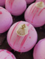 Bath Bomb Classique
